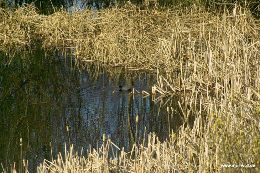 Das Blässhuhn schwamm da, wo wir das Blaukehlchen entdeckten