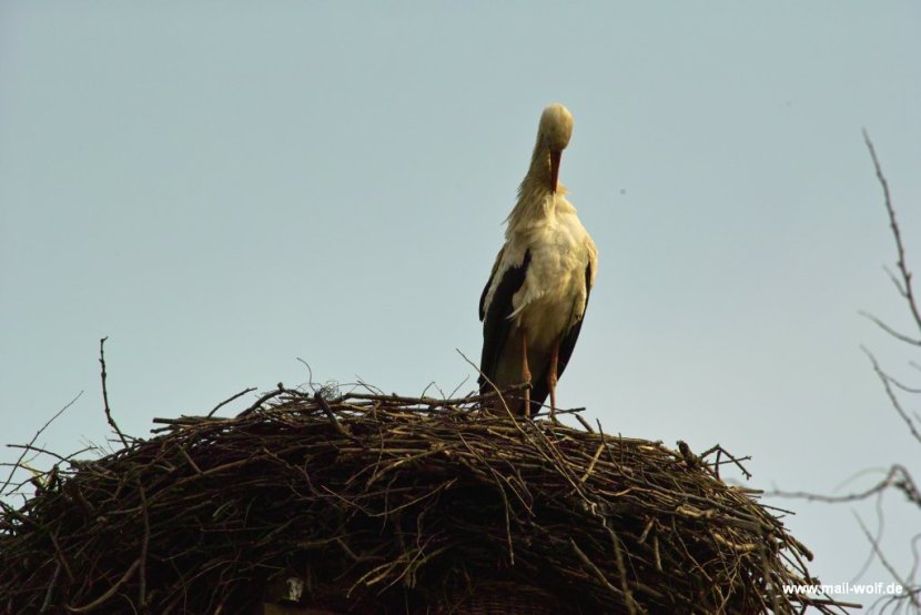 Der Klapperstorch ist da und beglückt uns alle
