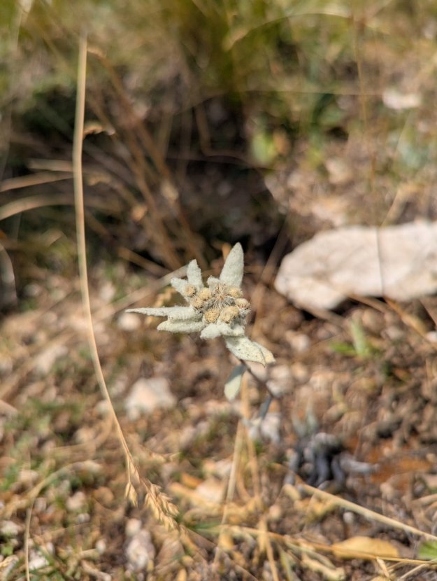 Edelweiss