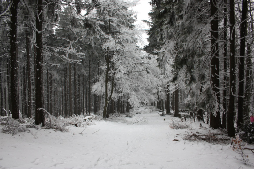 Thüringer Wald