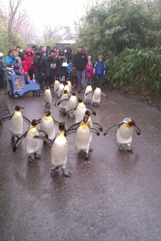 Pinguinparade 1