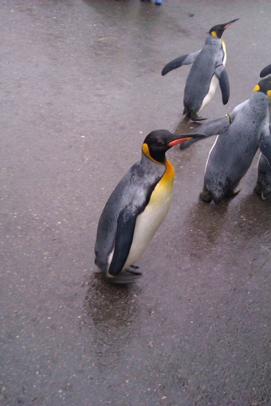 Pinguinparade 2