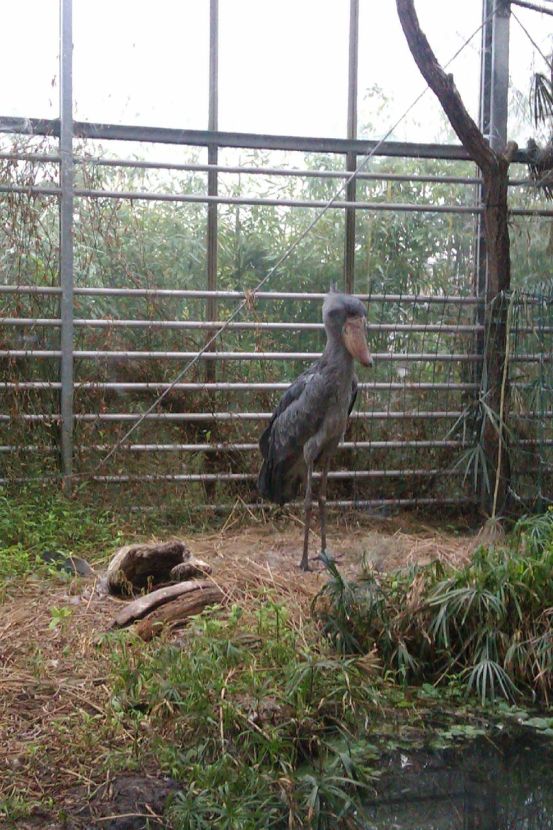 Schuhschnabelvogel